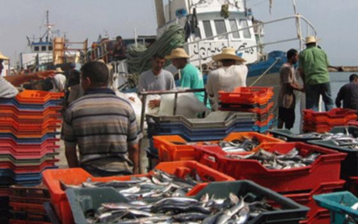ارتفاع صادرات منتوجات الصيد البحري إلى 1ر11 ألف طن مع موفى ماي 2021