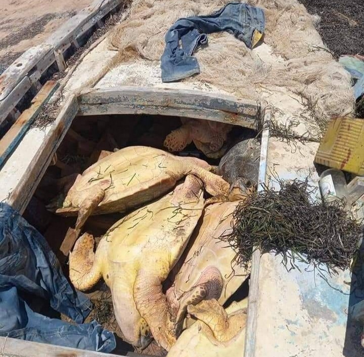 قرقنة.. صياد قام بإصطياد عدد كبير من السلاحف البحرية المحرّم صيدها