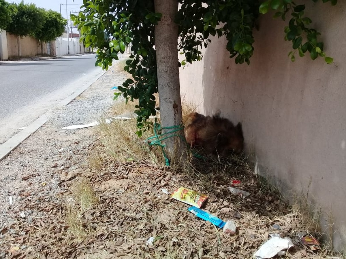 صفاقس شرطة  البلدية : يقنصون الكلاب ويتركونها في  الشارع