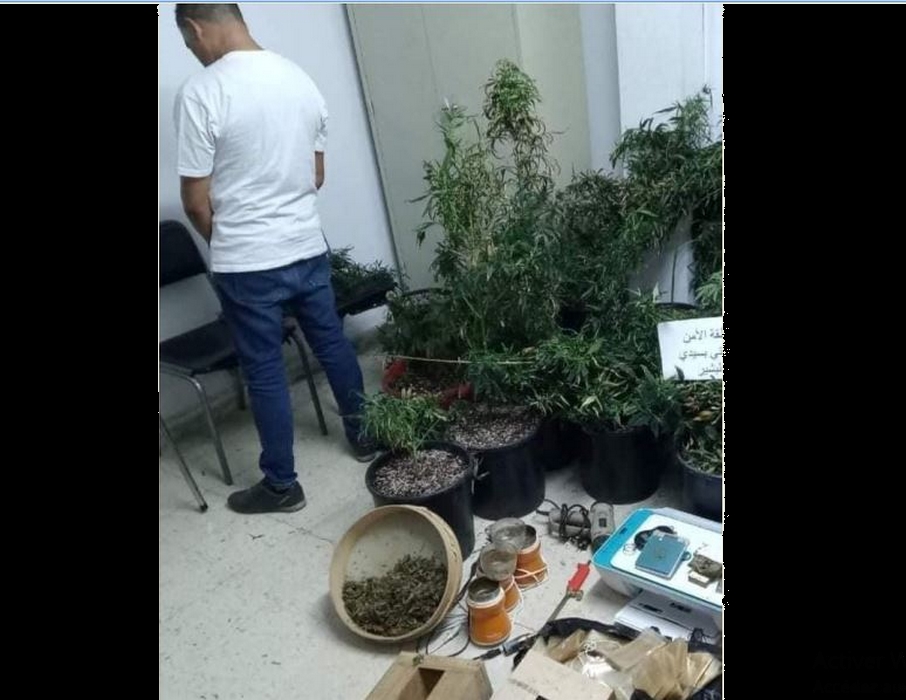 منفلوري: موظف سابق يُحوّل منزله إلى مزرعة ماريخوانا