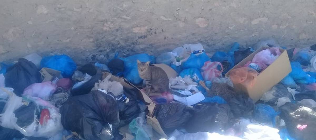 في صفاقس : القطط والكلاب وقريبا  الخنازير أكبر  المستفيدين من إنتشار الأوساخ