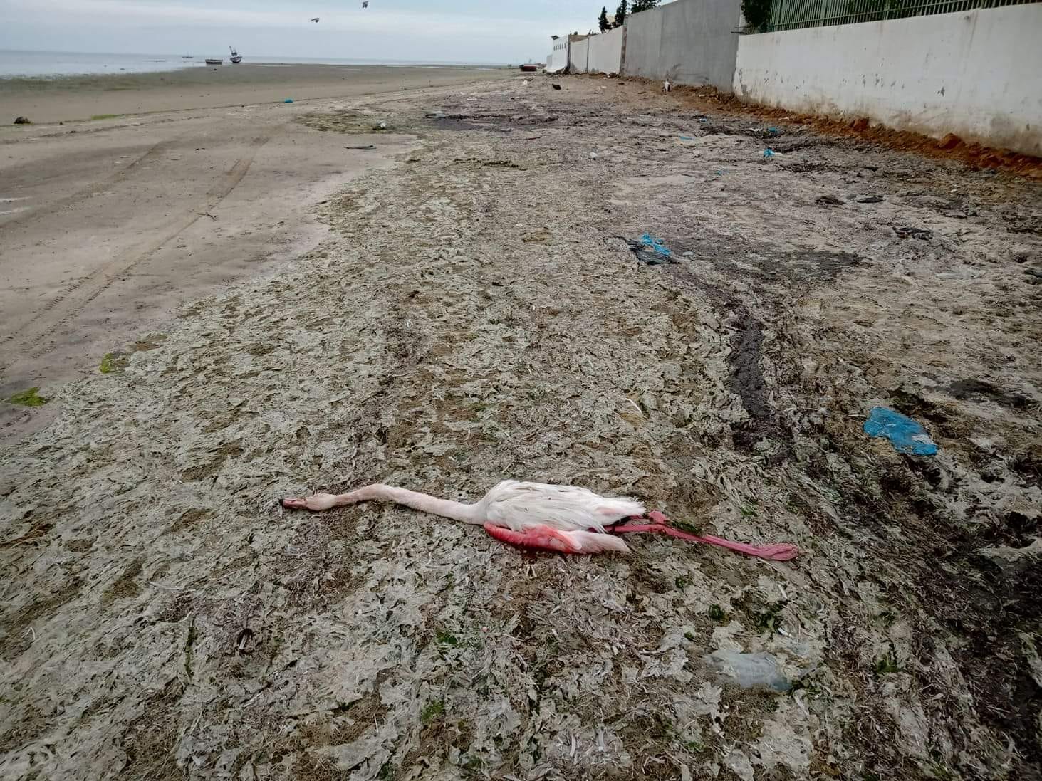 كارثة بيئية بصفاقس: نفوق طائر بشاطئ سيدي منصور
