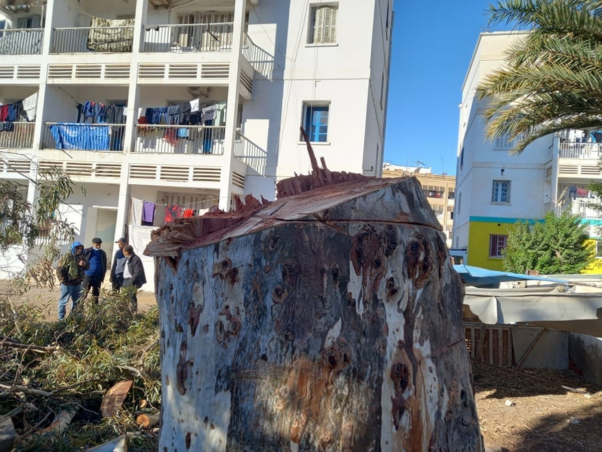من  اجل  قطع  شجرة : ايقاف  مواطن بعد  تدخل  بلدية صفاقس