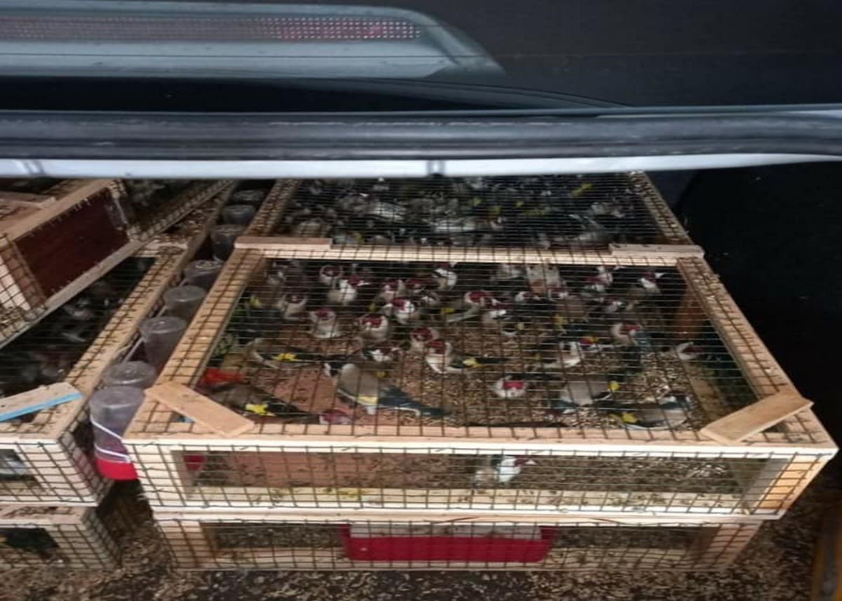 إحباط محاولة تهريب 420 طائرا من نوع الحسون المهدّد بالإنقراض