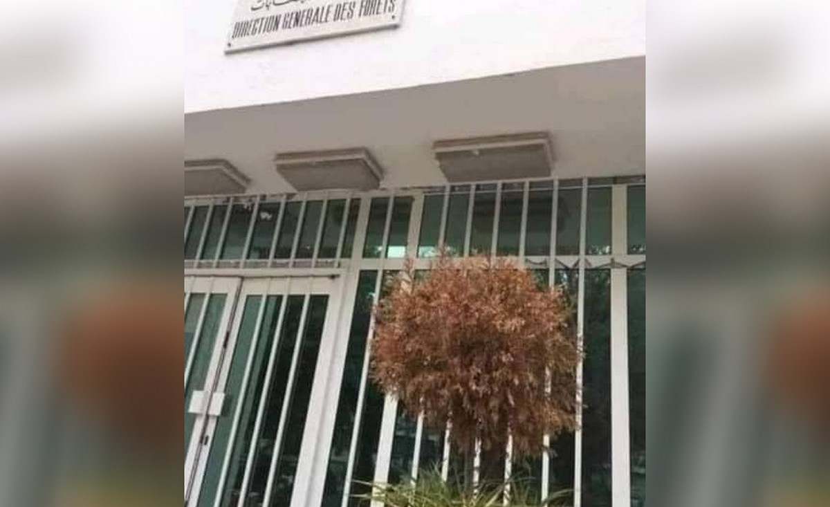 ادارة  الغابات العاجزة..كيف  ستحمي الغابات ؟