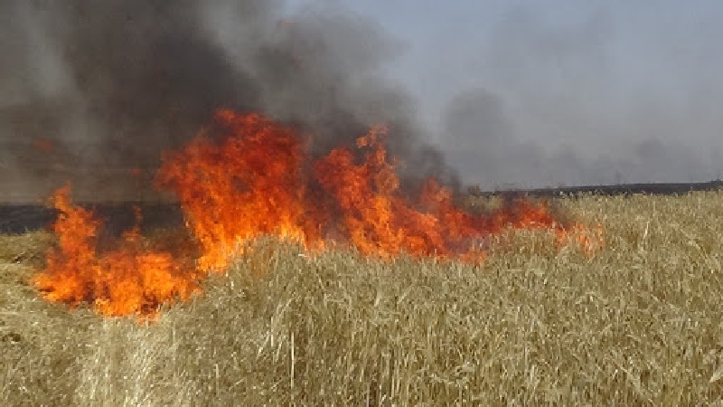 خلال ثلاثة اشهر ونصف  فقط : إخماد 353 حريقا بالمحاصيل الزراعية