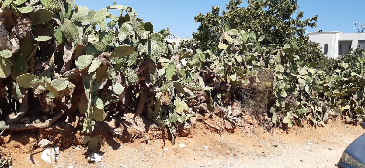 صفاقس : خطير طريق الأفران  طابية منذ القرن الماضي مصدرا للحشرات السامة ومُهددّة بالإشتعال ترفض بلدية العين إزالتها!!!!