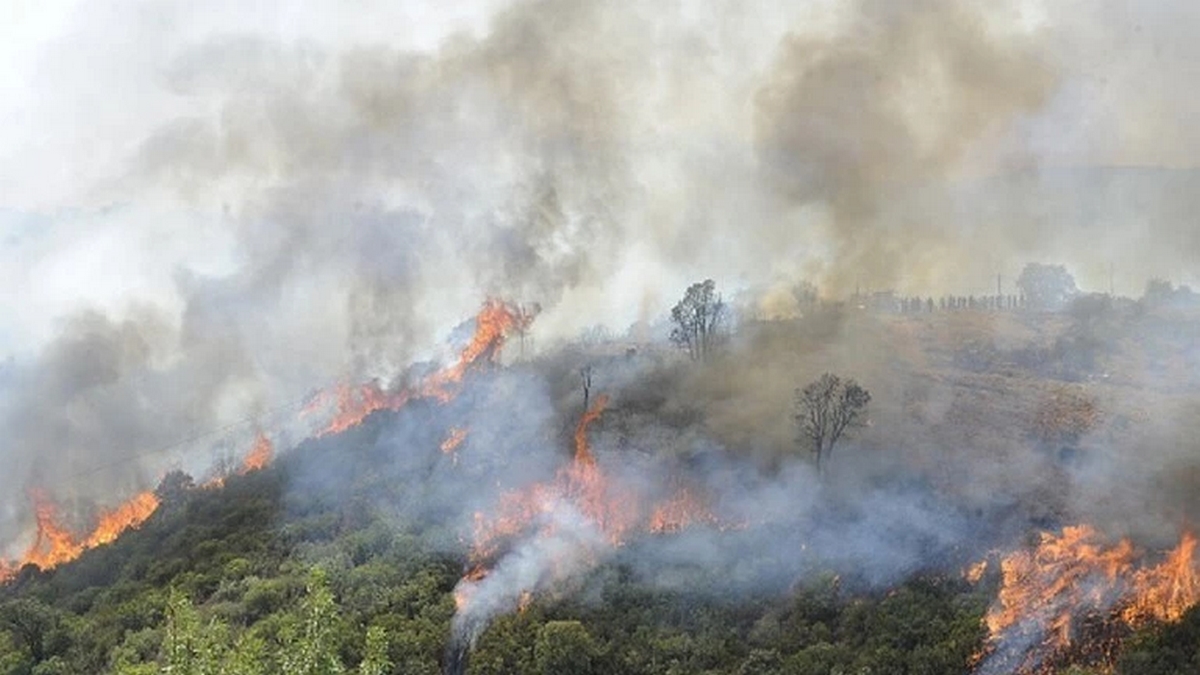 مصرع 26 شخصا جراء حرائق الغابات في الجزائر