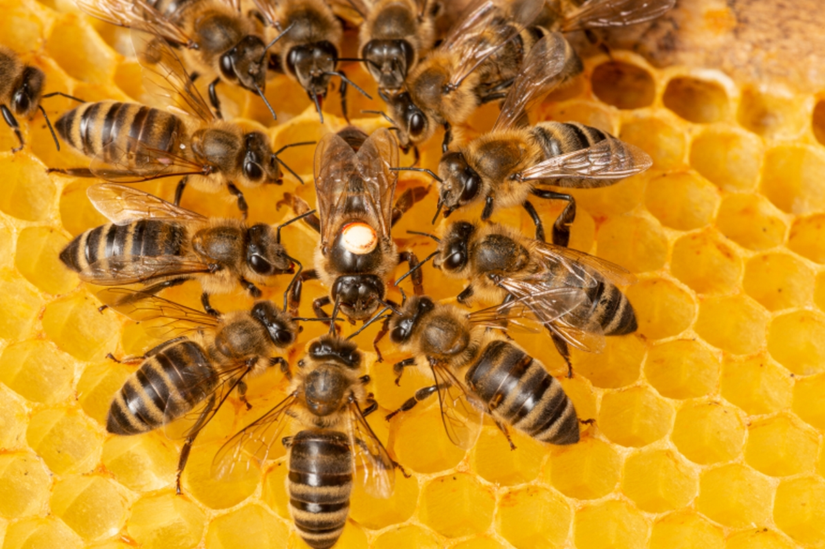 أحد مُربي النحل بولاية القيروان يُوضح حقيقة إستعمالهم لمادّة السكرّ