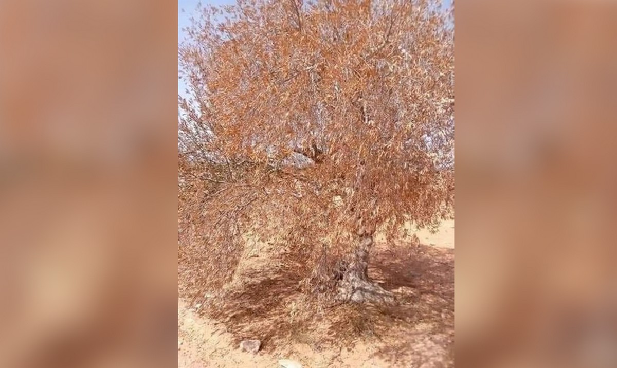 صفاقس أزمتان حادتان أزمة بيئية خانقة وأزمة موت أشجار الزياتين