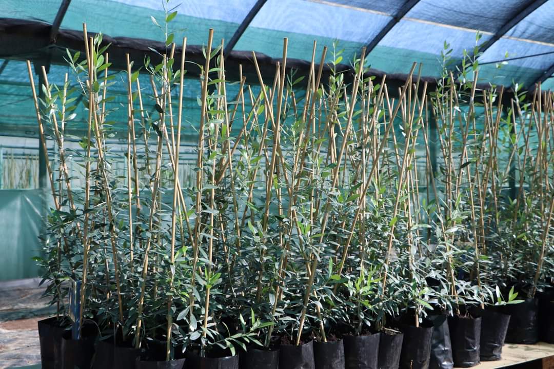 الديوان الوطني للزيت يضع على ذمة الفلاحين مشاتل زيتون