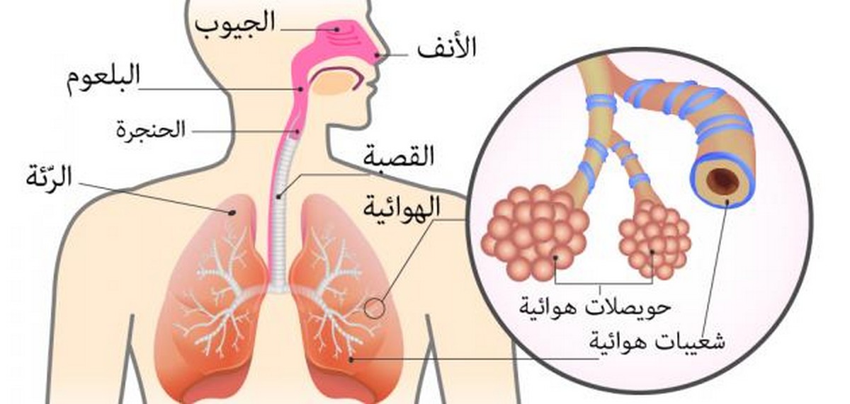 محجوب العوني ينبه من انتشار الفيروسات التي لها علاقة بالجهاز التنفسي، خلال فصل الشتاء