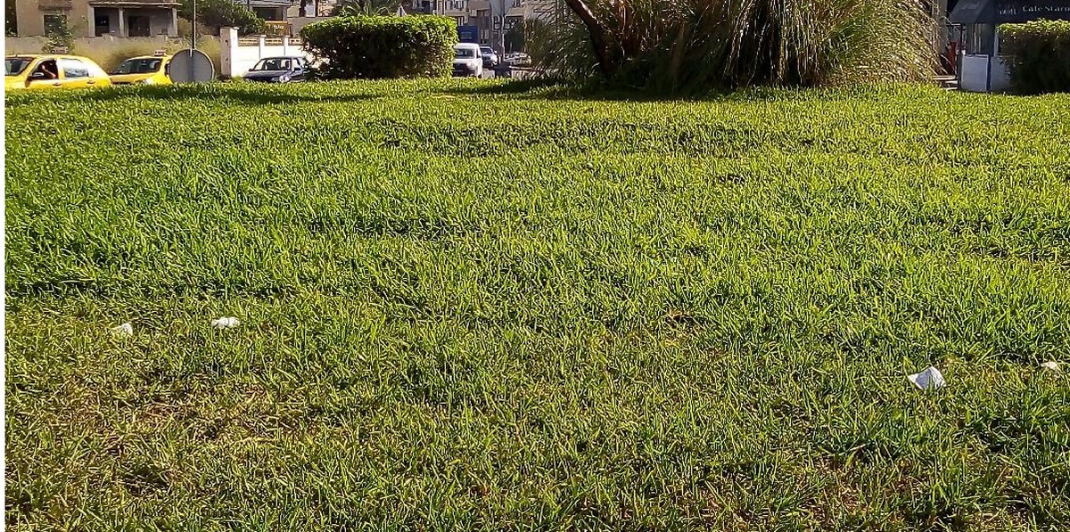 إلى بلدية صفاقس : سقي العشب لا يكون في واضحة النهار
