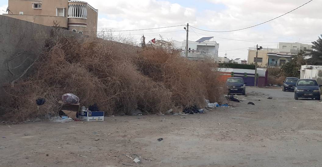 صفاقس وراء مدرسة التحرير بطريق العين أكداس  ضخمة من النبات الشوكي