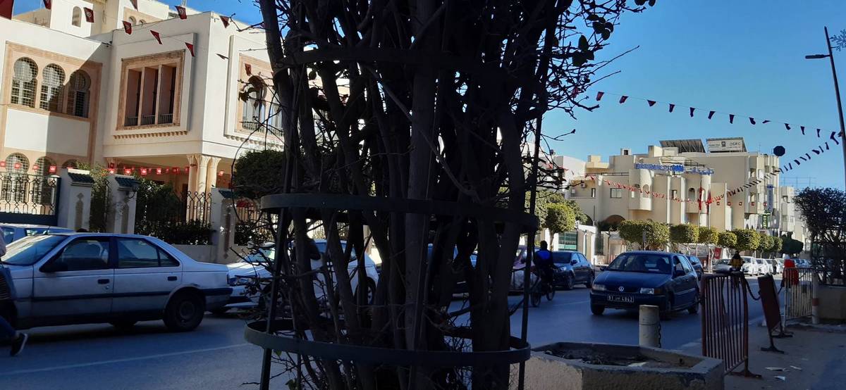 صفاقس : أشجار زينة في قلب المدينة ماتت وراء القضبان