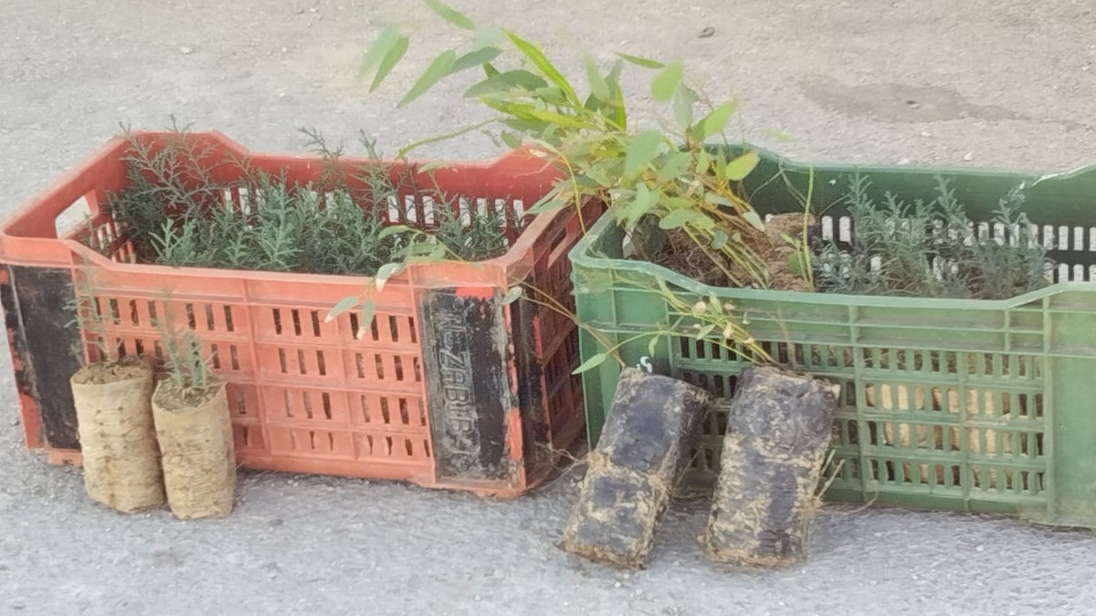 حملة تشجير بالمنطقة الصناعية قابس