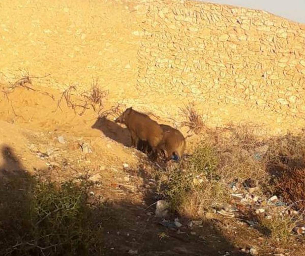 صفاقس : الخنزير يتجول بأريحية بين طريقي المطار وقابس
