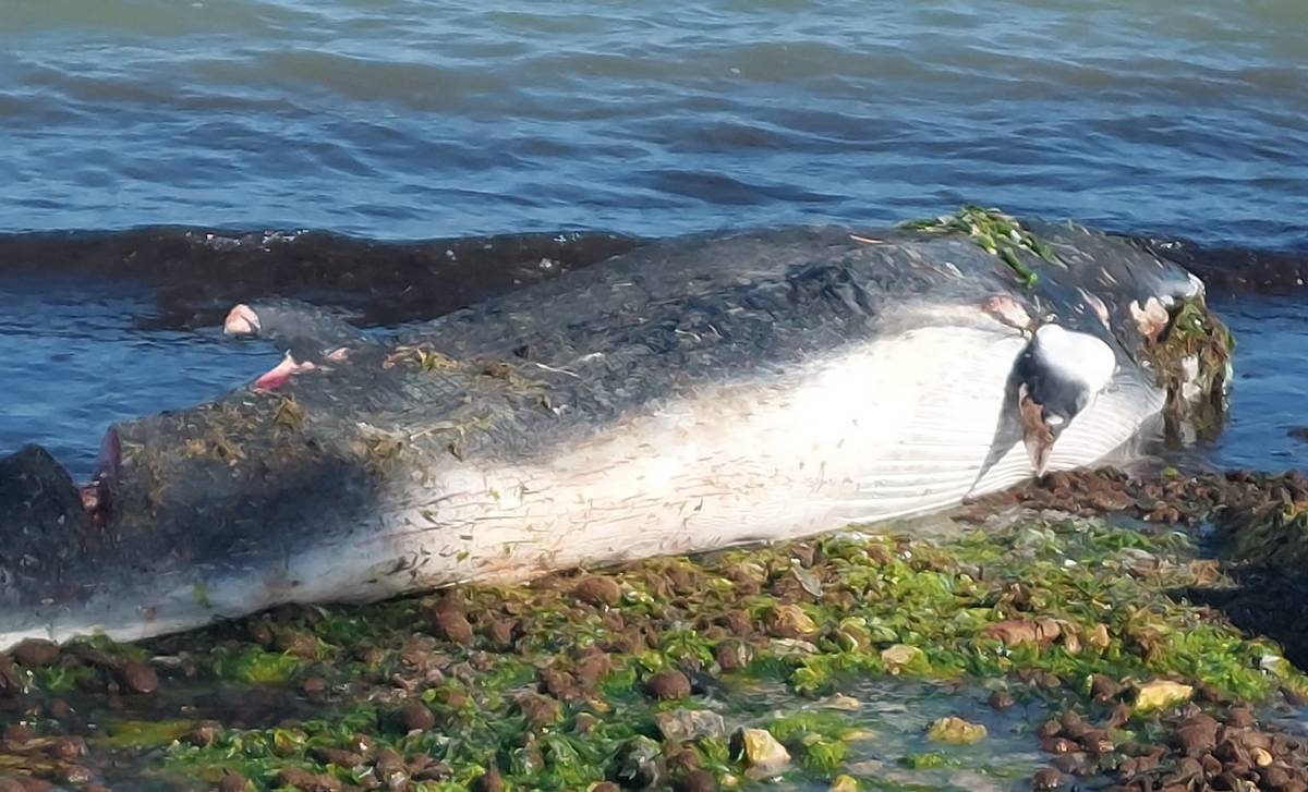 صفاقس: نفوق  حوت “بالان” على شاطئ الكازينو