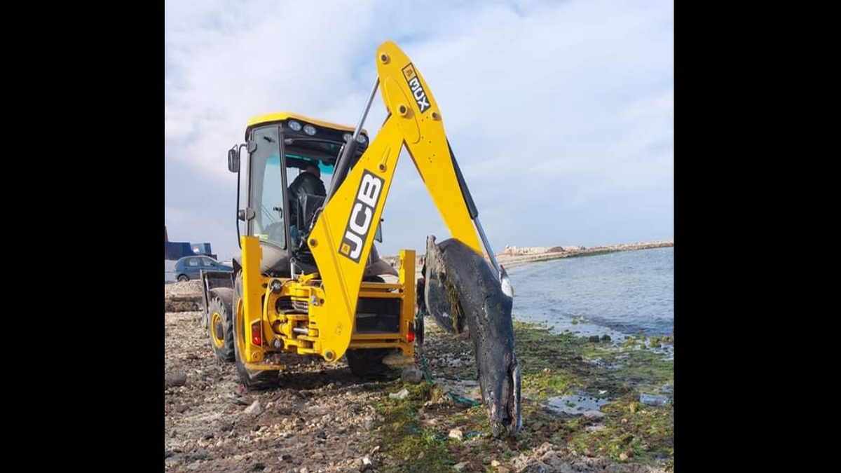 صفاقس : البلدية تردم حوت بلانْ كبير الحجم