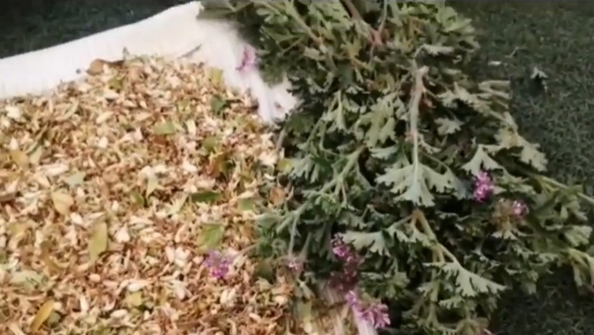 ولاية نابل تحتفي بزهرة النارنج
