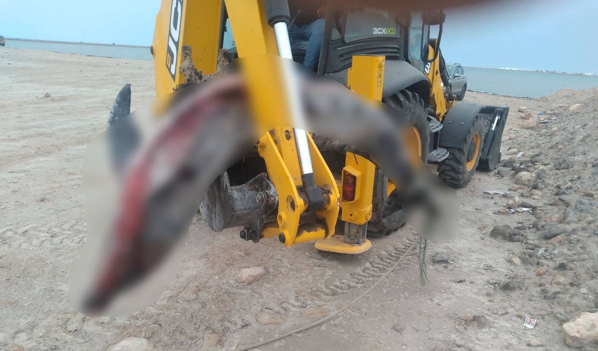 صفاقس : نفوق  دلفين بشاطئ  سيدي  منصور