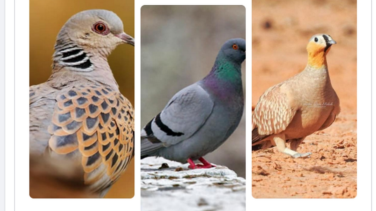 صفاقس : اليوم انطلاق موسم صيد الحمام الأزرق