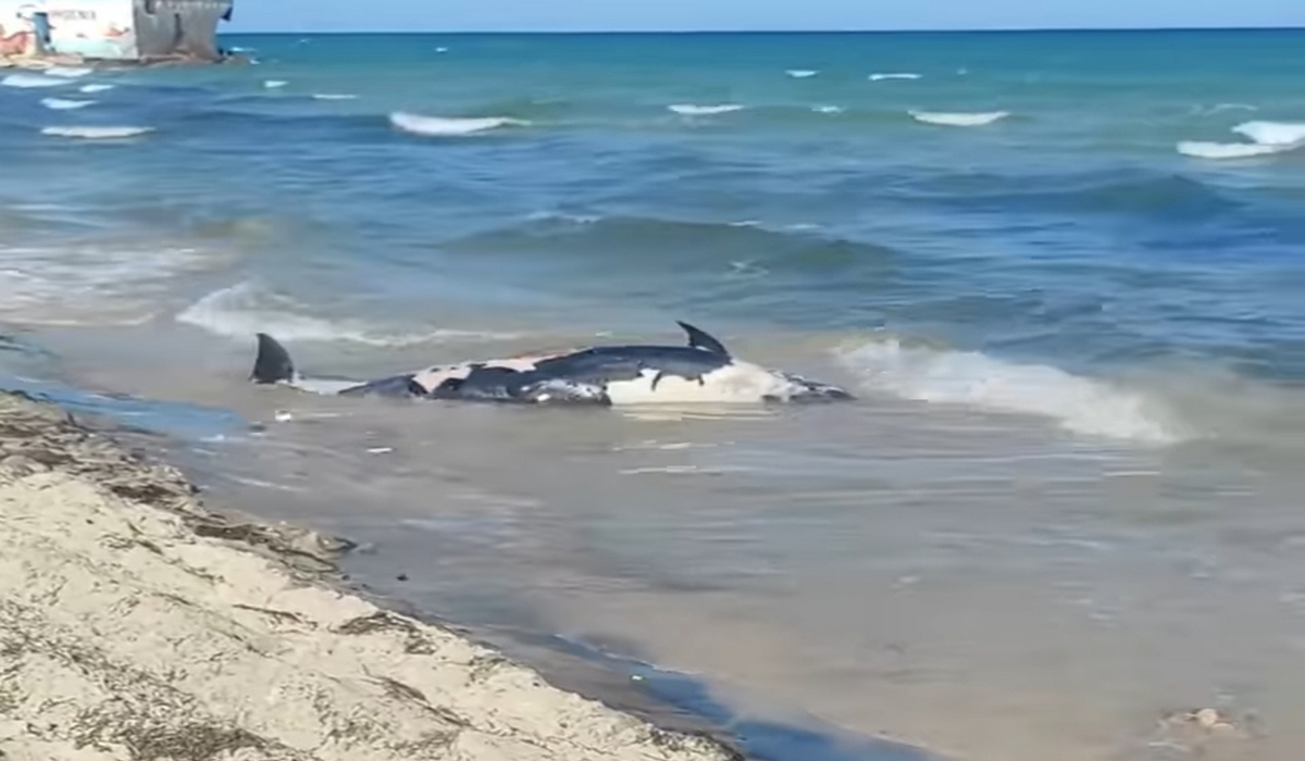 صفاقس : الشفار العُثور على حوت من نوع الأوركا