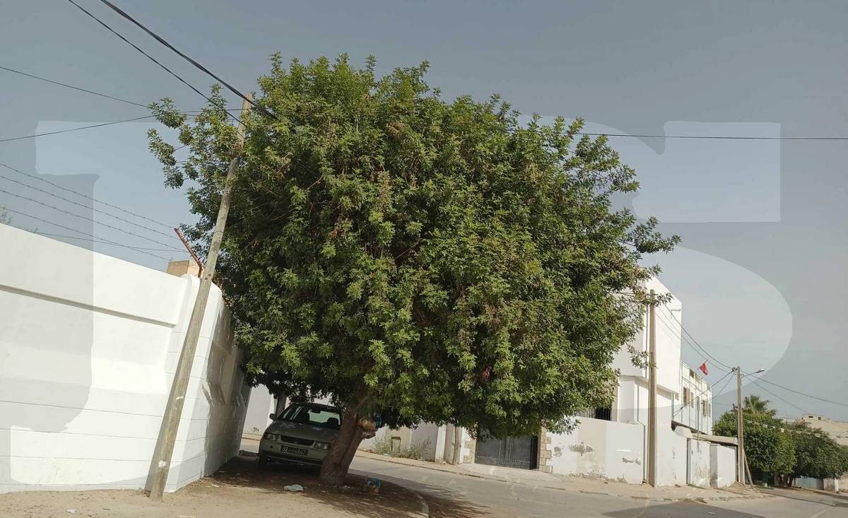 صفاقس : شجرة لم يقع تقليمها منذ أكثر من 5 سنوات تستحوذ على  اسلاك الهاتف والكهرباء