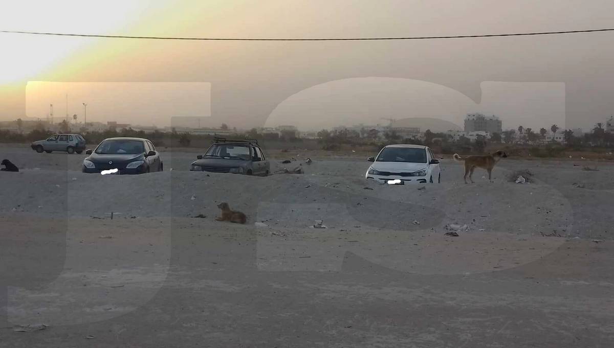 صفاقس: الكلاب  السائبة  تُزعج المارة  بطريق سيدي منصور