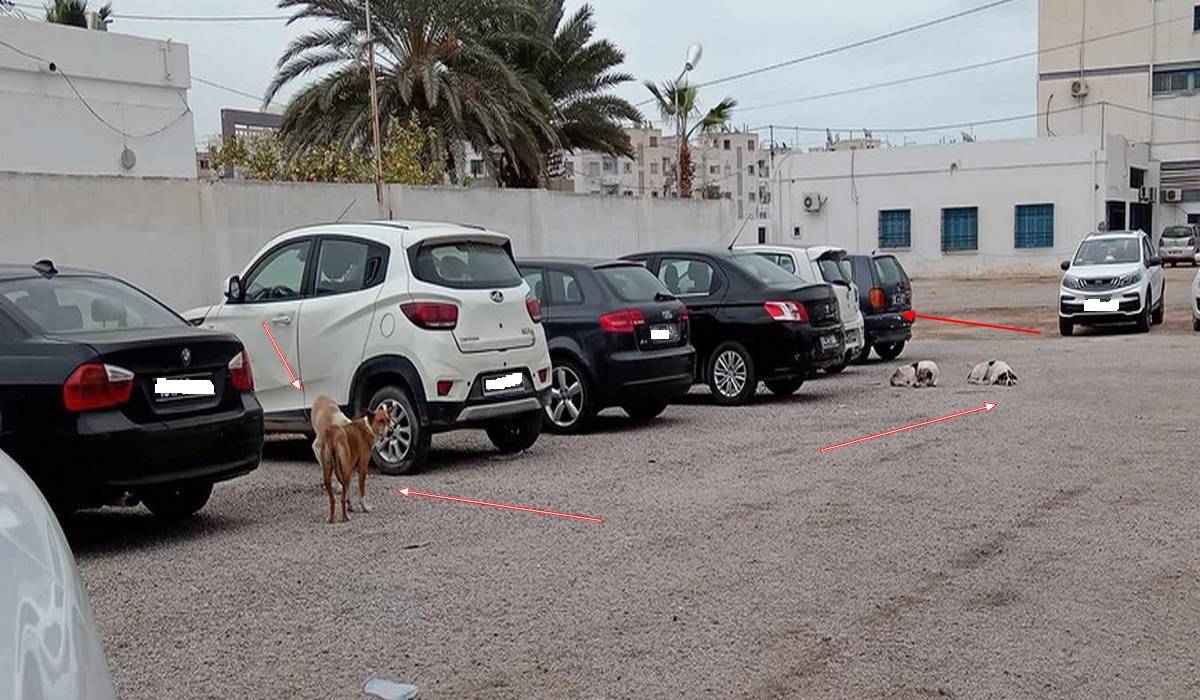 صفاقس : الكلاب  تحتجز السيارات وتمنع أصحابها من  الوصول  اليها