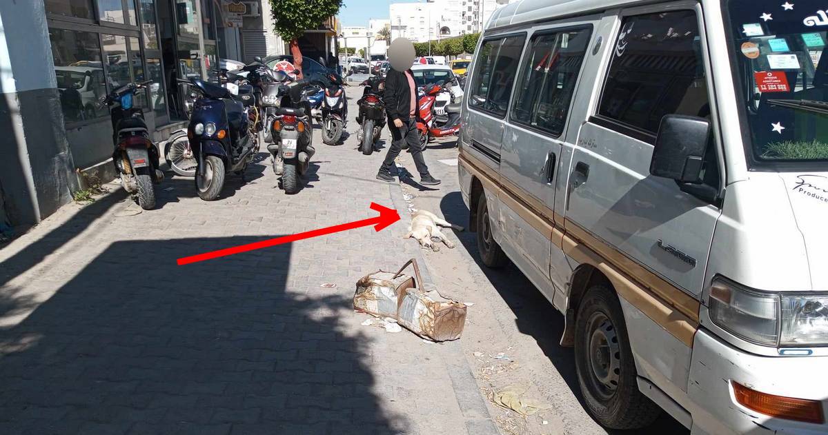 صفاقس تاخّرت عشرات السنين : كلاب نافقة في  قلب الطريق