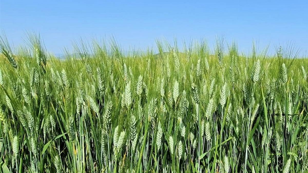 تطاوين : متابعة تقدم تنفيذ الخطة الوطنية للتوسع في زراعة الحبوب المروية