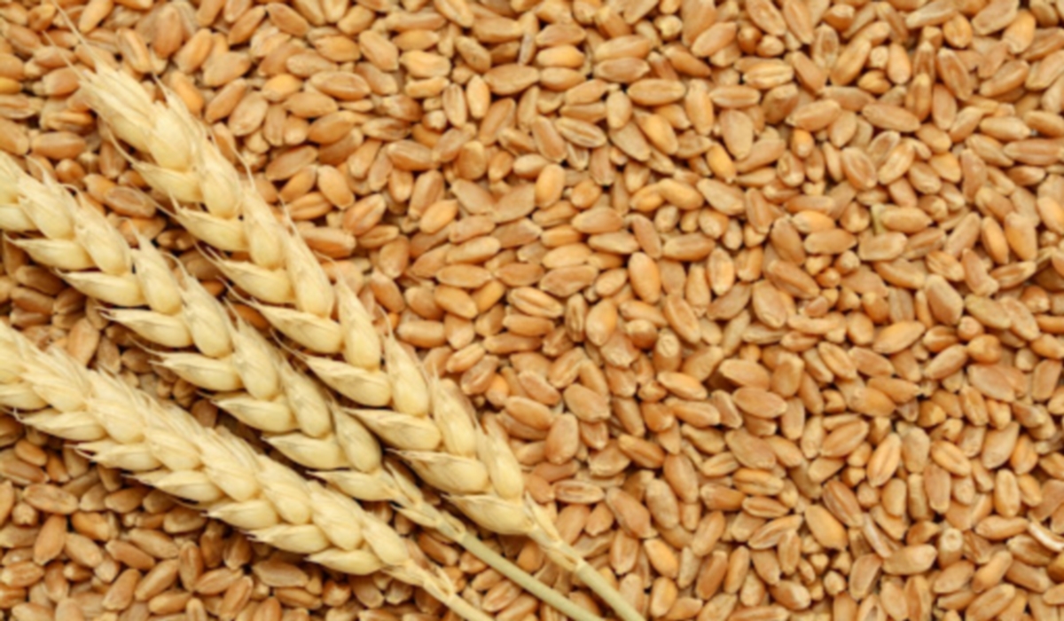 ديوان الحبوب: هذه أسعار القمح والشعير في مراكز التجميع
