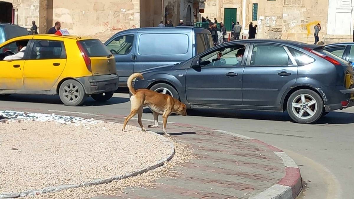 صفاقس :  الكلاب  السائبة في كلّ مكان وزمان والبلدية لا تتحرّك