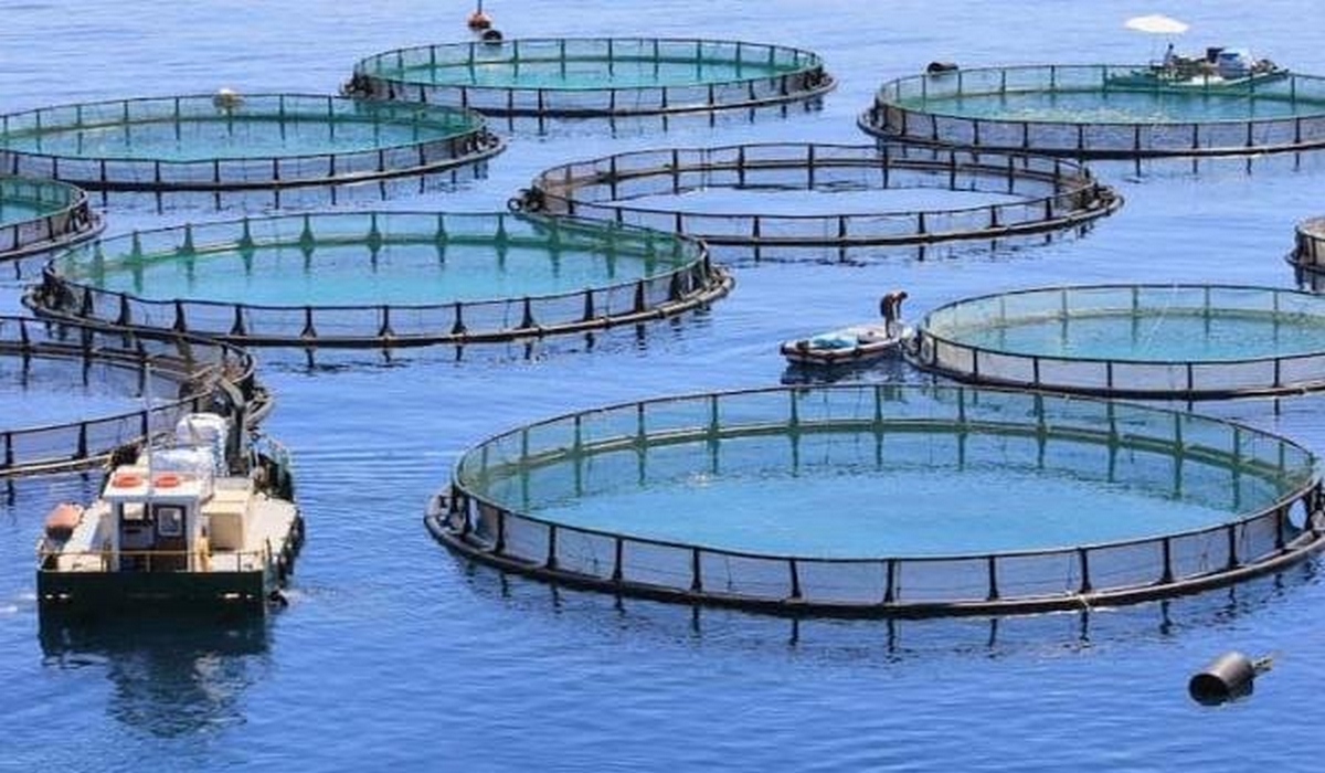 مجلس المُنافسة يتعهّد بدراسة ظروف المنافسة في سوق تربية الأسماك وترويجها