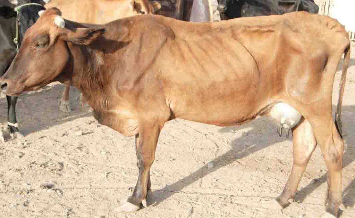 الكاف: تلقيح اكثر من 80 بالمائة من الأبقار و25 بالمائة من المجترات ضد الأمراض المعدية