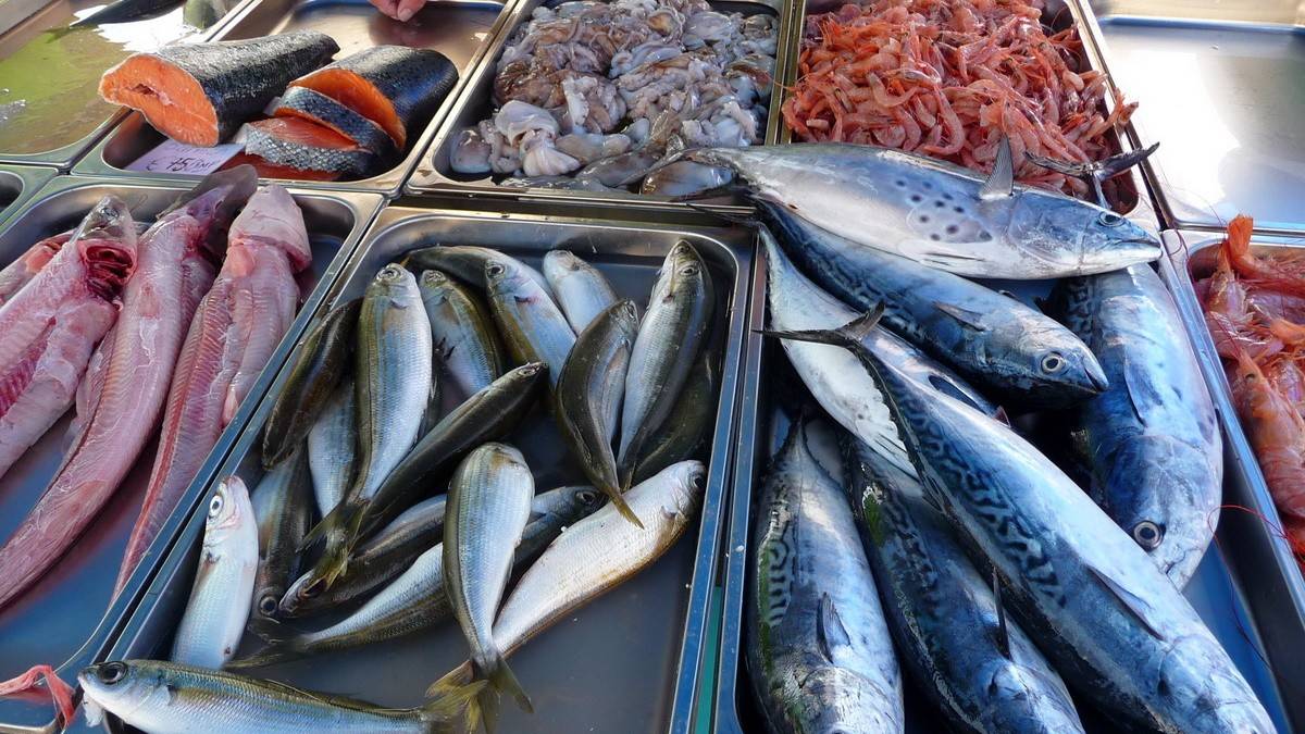 إستعدادات لإنجاح موسم صيد السّمك الأزرق بجرجيس وبولاية مدنين ككلّ