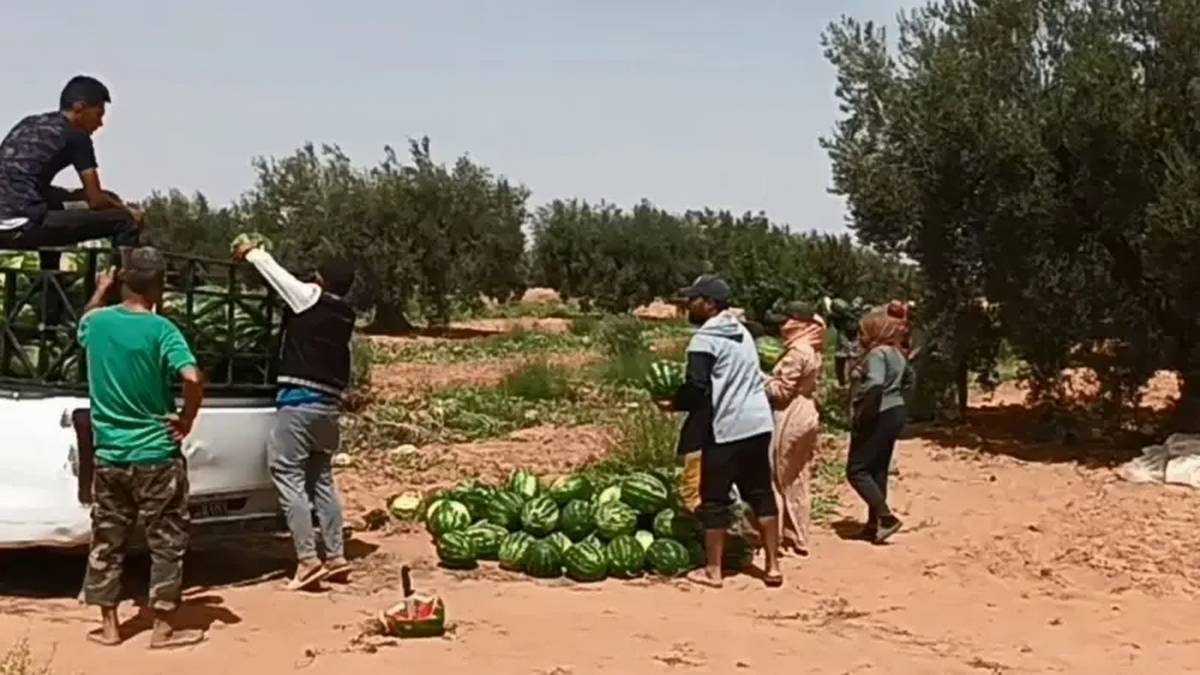 الشراردة: حركية اقتصادية نشيطة تزامنا مع جني صابة الدلاّع