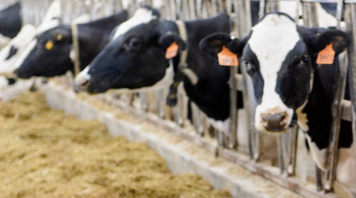 الاتحاد التونسي للفلاحة يُحذّر من ظهورمرض لدى الأبقار في الجزائر