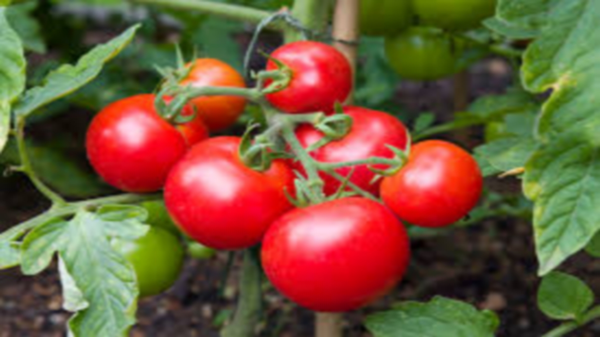 إنتاج الطماطم الطبيعية يسجل فائضا على مستوى الإنتاج .