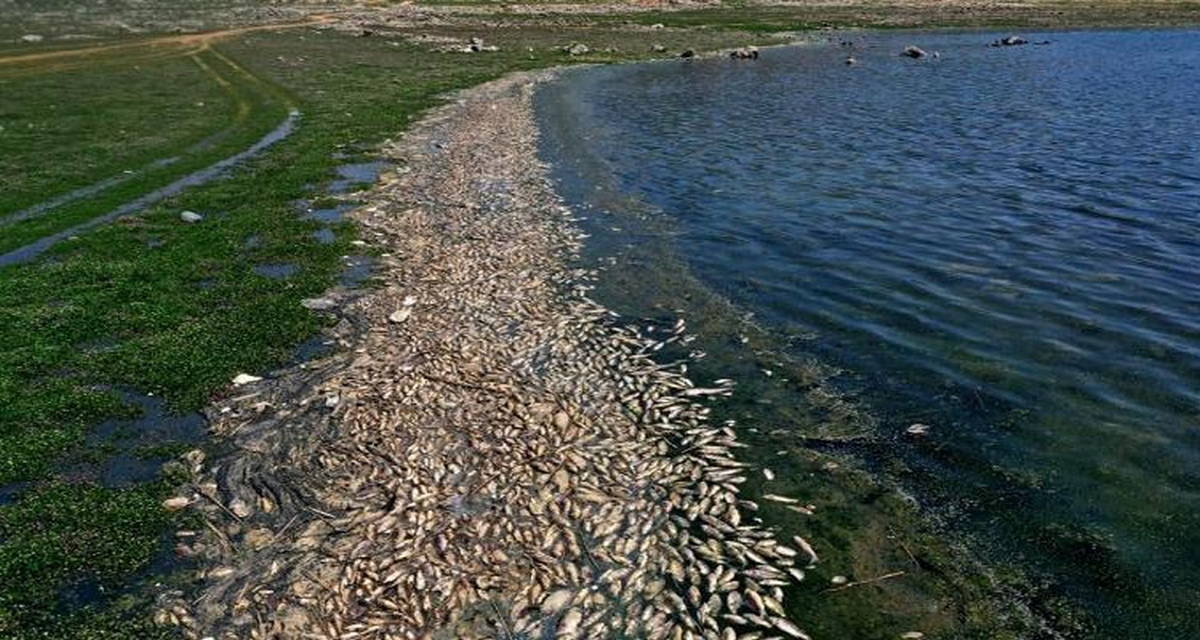 مدنين: نفوق كميات من الأسماك من كل الأحجام ببحيرة بوغرارة