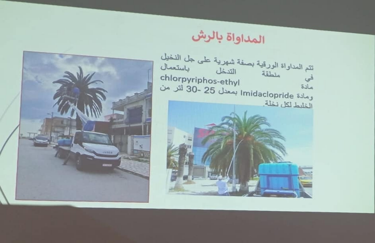 نابل ندوة حول مكافحة سوسة النخيل الحمراء لفائدة مسؤولي المؤسسات السياحية بالجهة .