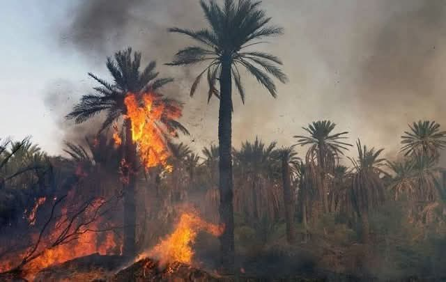 توزر : حريق بالواحة القديمة يأتي على 100 أصل نخيل