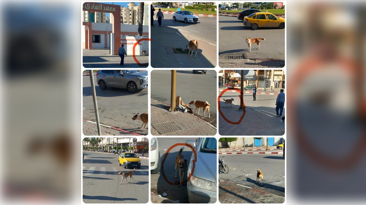 صفاقس كلب يثير الخوف بين المارة في شارع مجيدة بوليلة