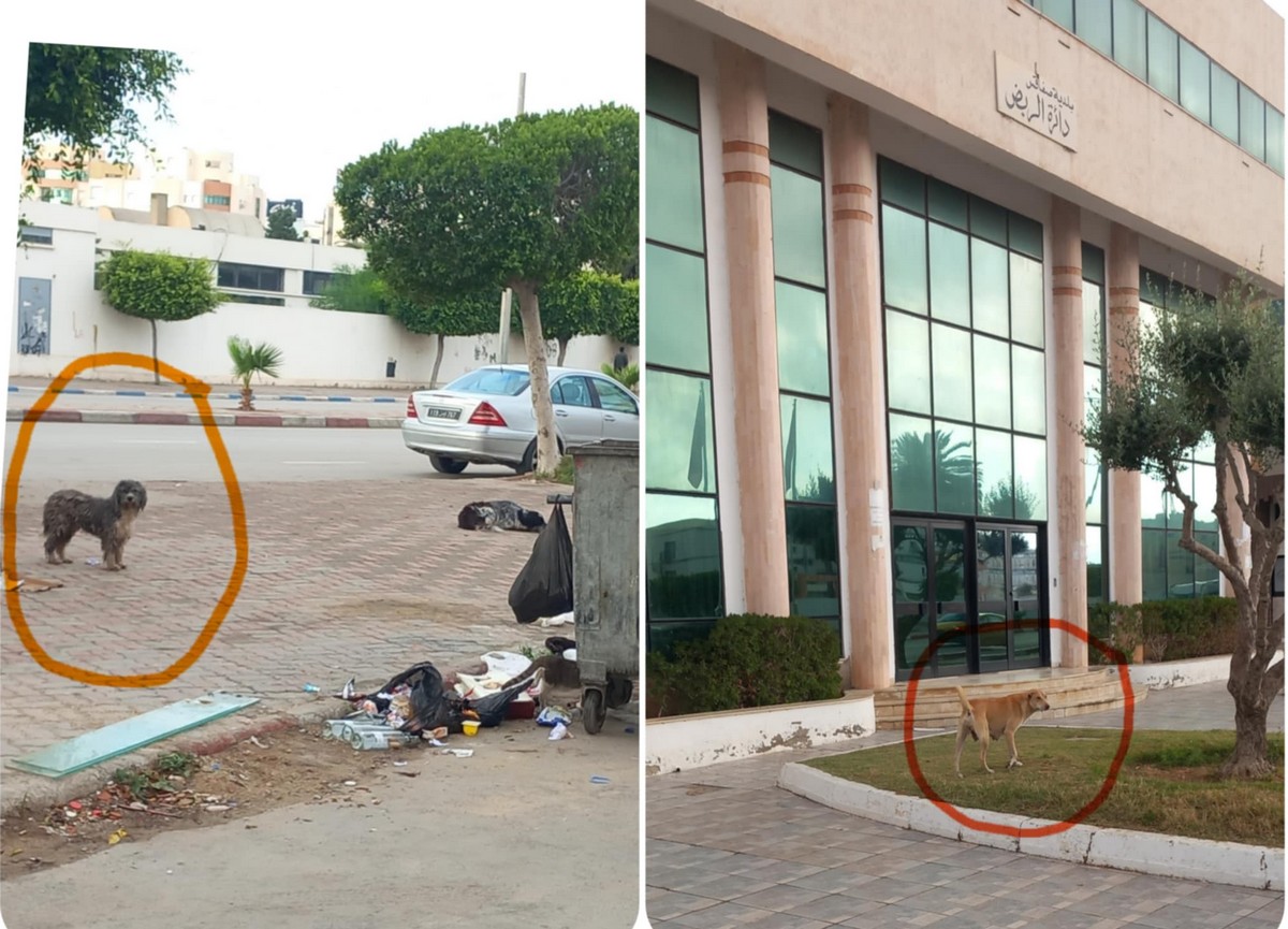 صفاقس :حتى المقرات الرسمية للدولة  لم  تسلم  من  هجمة الكلاب  السائبة