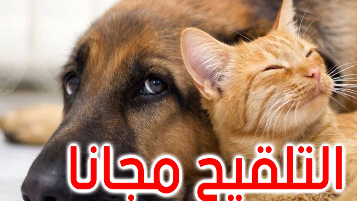انطلاق الحملة الوطنية لتلقيح الكلاب والقطط يوم 1 سبتمبر المقبل