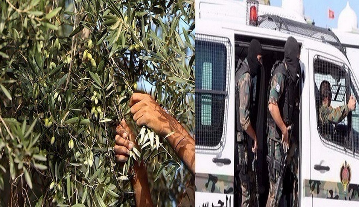 صفاقس مع إنطلاق موسم جني الزيتون: حيل مبتكرة للصوص “الزيتون” وهذه أخطرها.