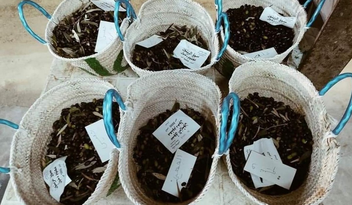 غدا  افتتاح موسم جني  الزيتون بصفاقس