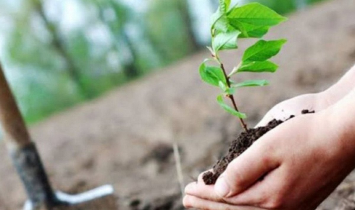 تونس تحتفل الاحد 9 نوفمبر بالعيد الوطني للشجرة بشعار 