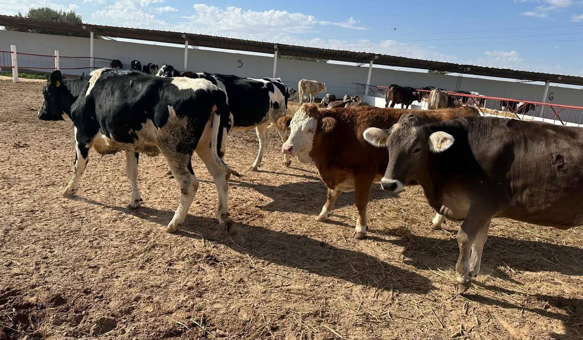 يوم اعلامي لمشروع التنمية الفلاحية المندمجة بولاية صفاقس